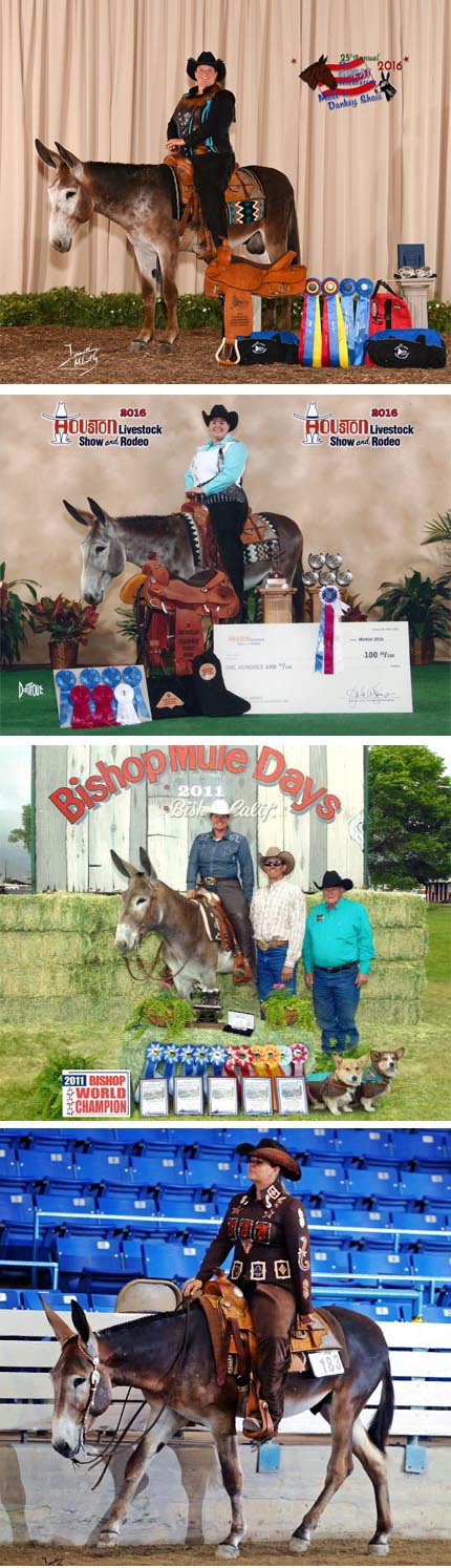 World Champion Pleasure Driving at Bishop Mule Days